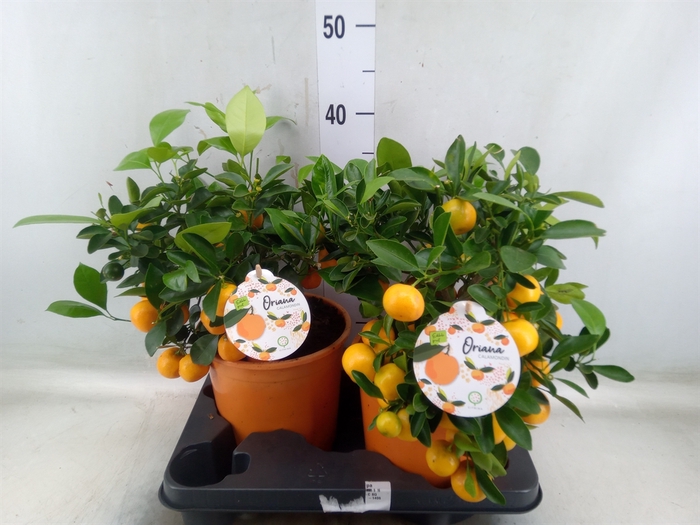 <h4>Citrofortunella microcarpa</h4>