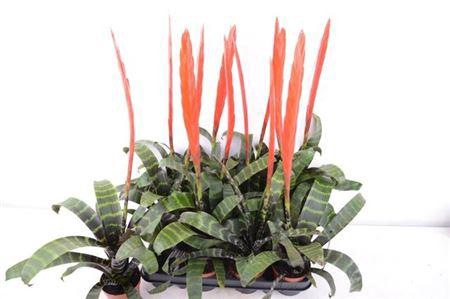 <h4>Vries Splenriet</h4>