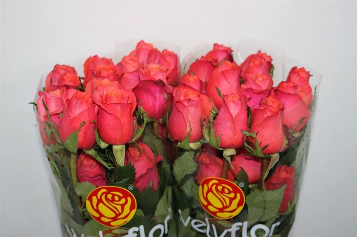 <h4>R Gr Hard Rock Ll</h4>