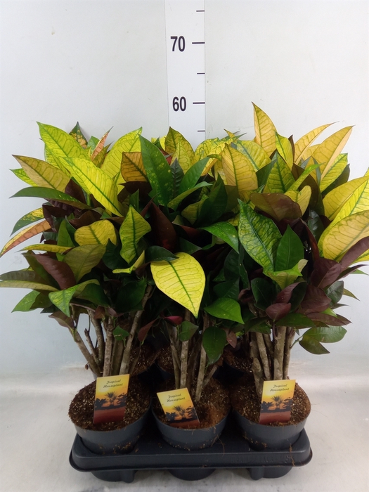 <h4>Codiaeum var. KL 'Mrs Iceton'</h4>