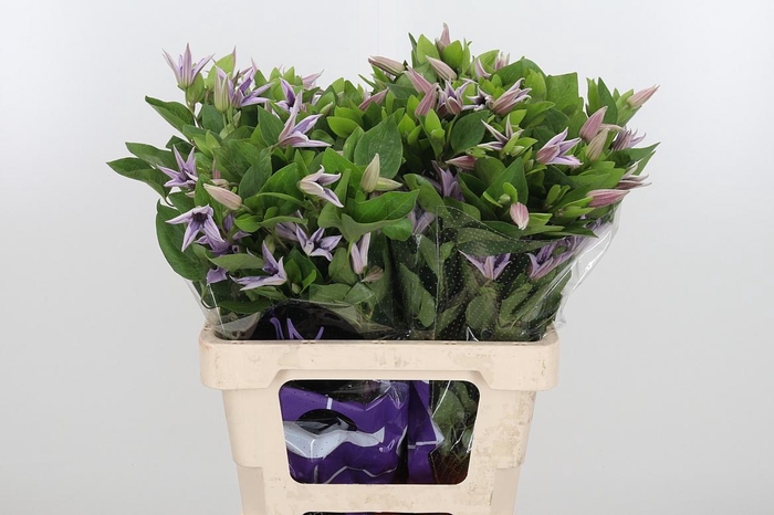 <h4>Clem Amazing Miami</h4>