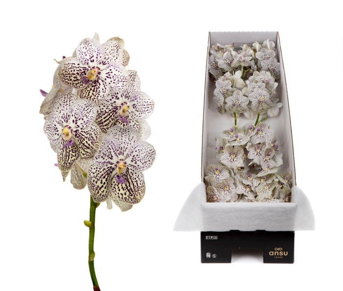 <h4>Vanda 12 tak Purple Confetti</h4>