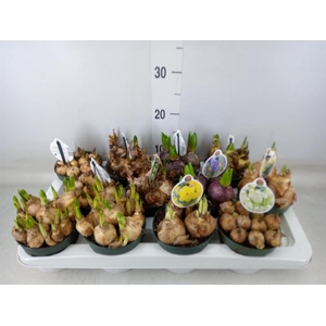 Flowerbulbs, corns or tubers   ...