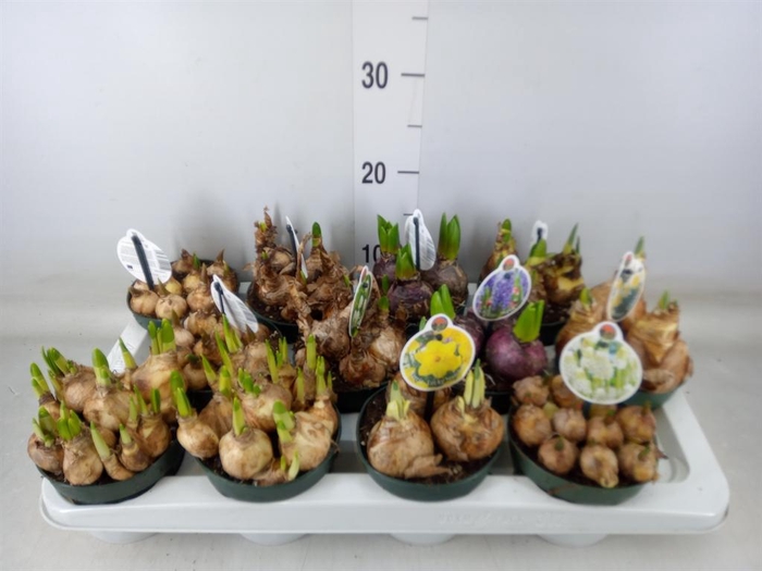 <h4>Flowerbulbs, corns or tubers   ...</h4>