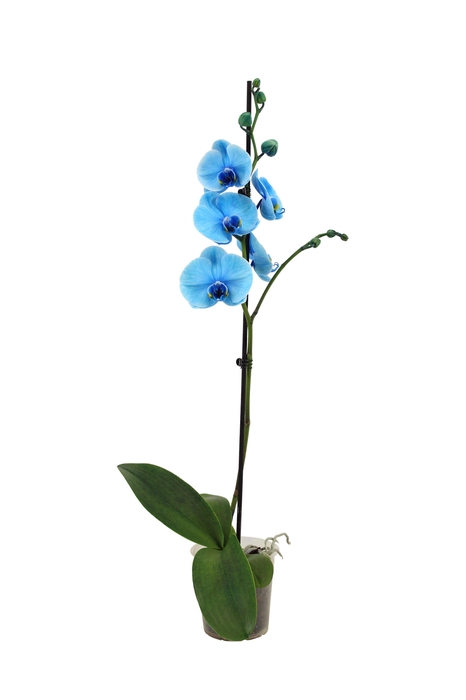 <h4>Phal I Am Blue 1T9+</h4>