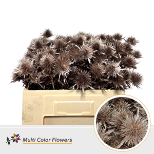 Eryngium Rose Goud