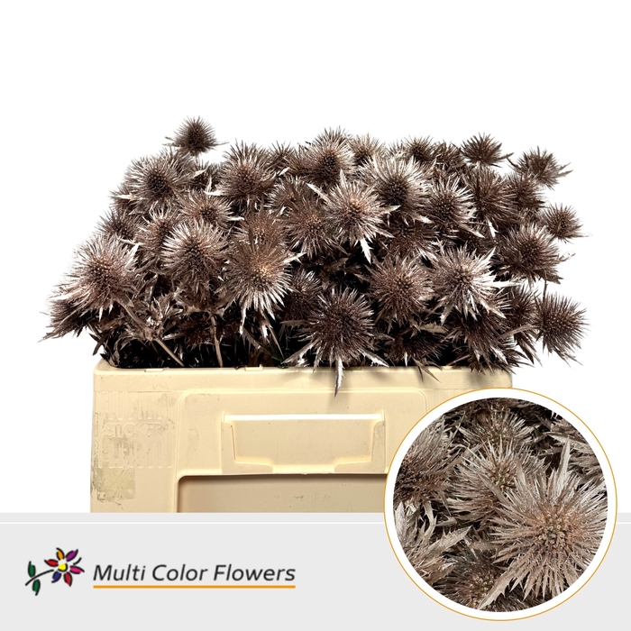 <h4>Eryngium Rose Goud</h4>