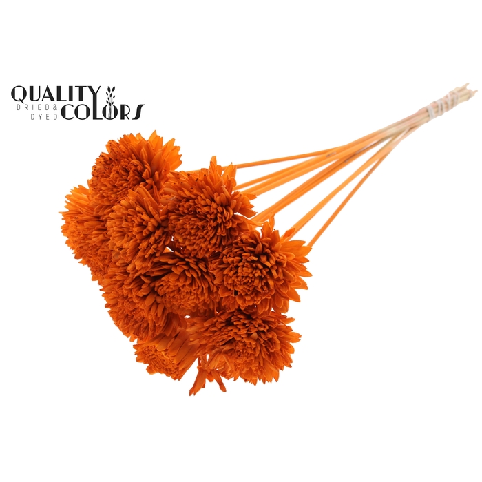 <h4>Shola Zinia Ø8cm on stem Orange</h4>