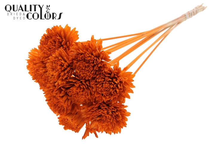 Shola Zinia Ø8cm on stem Orange