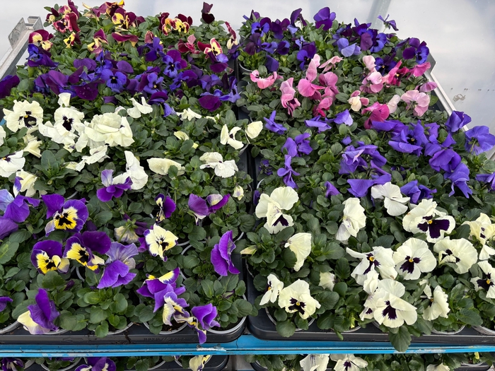 <h4>VIO F1 HYBR GEM</h4>