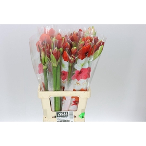 Hipp Bq Mixed In Bunch 10 X 3 Stems