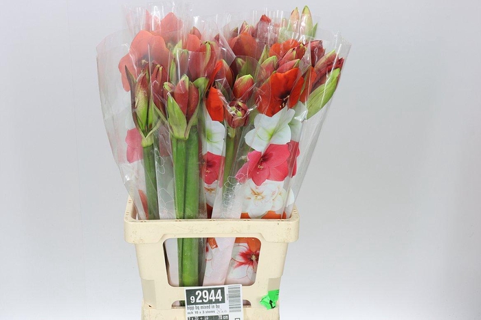<h4>Hipp Bq Mixed In Bunch 10 X 3 Stems</h4>