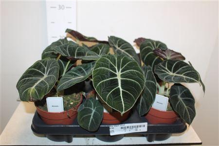 <h4>Aloc Black Velvet</h4>