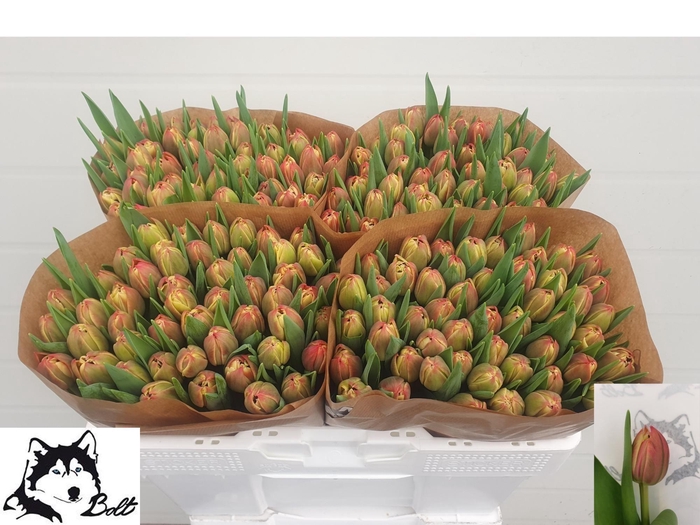 <h4>TU DU COLUMBUS</h4>