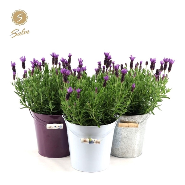 <h4>Lavandula st. 'Anouk'® Collection P19 in Zinc Mix</h4>