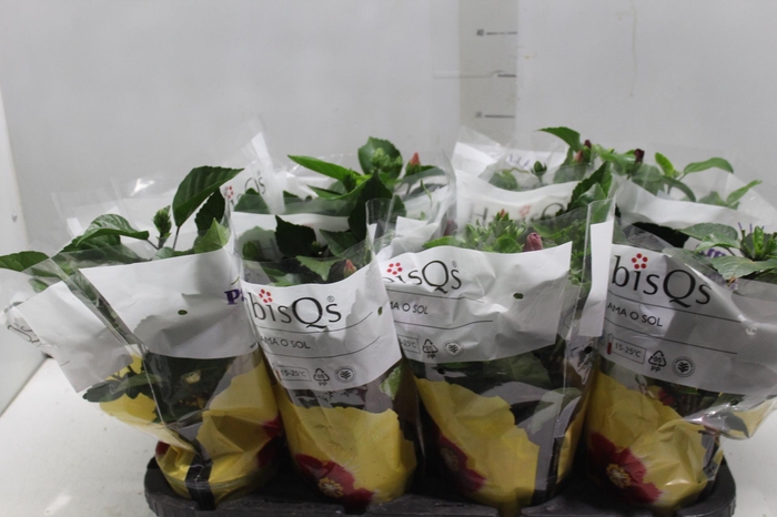 <h4>HIBISQS P13</h4>