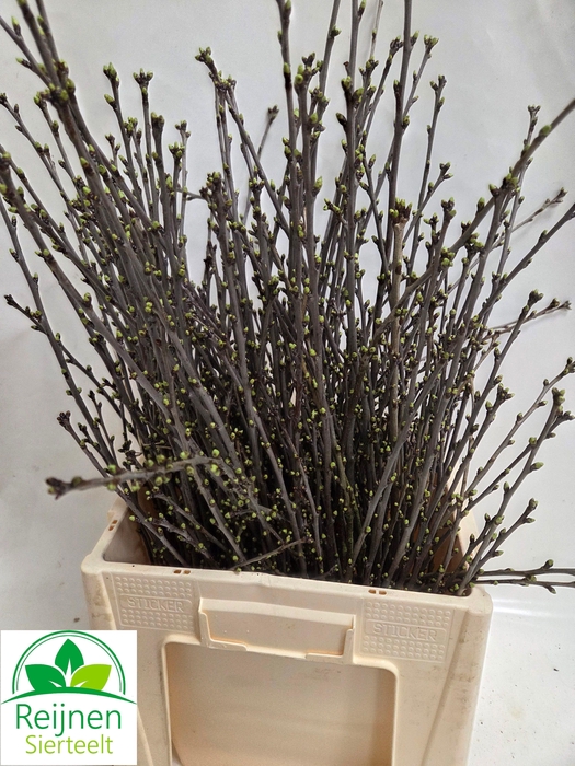 <h4>KERSENBLOESEM P BOS</h4>