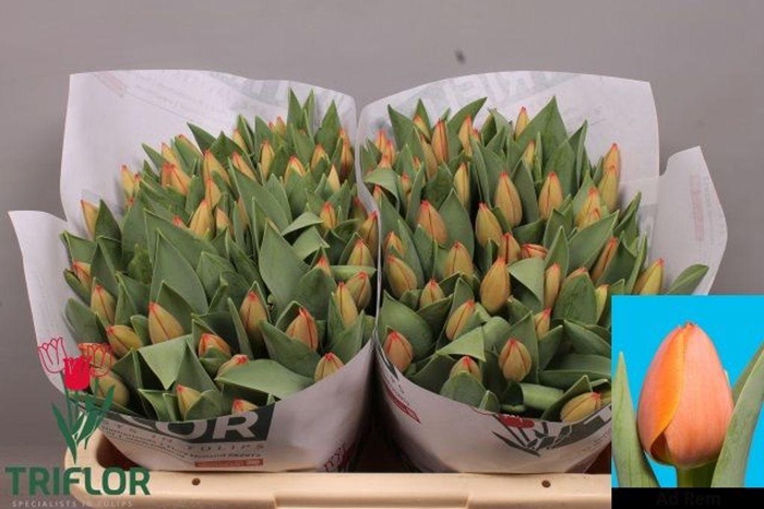 <h4>Tulipa si ad rem</h4>