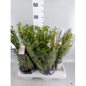 Portulacaria afra