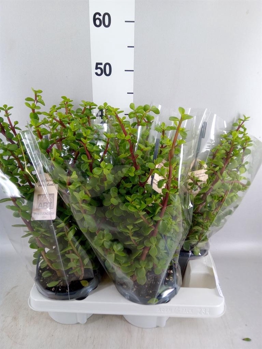 <h4>Portulacaria afra</h4>
