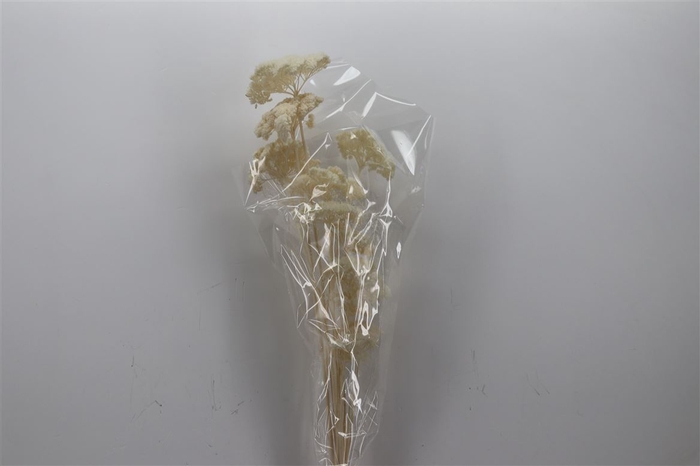 <h4>Pres Achillea Parker Bleached Bunch</h4>