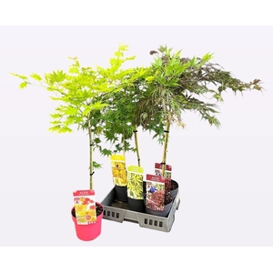 ACER PALMATUM
