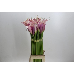 Zantedeschia Eydolls Purple Pink