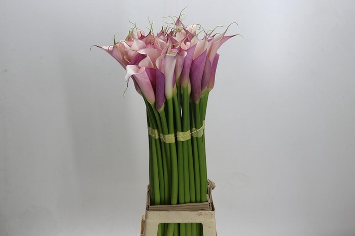 Zantedeschia Eydolls Purple Pink