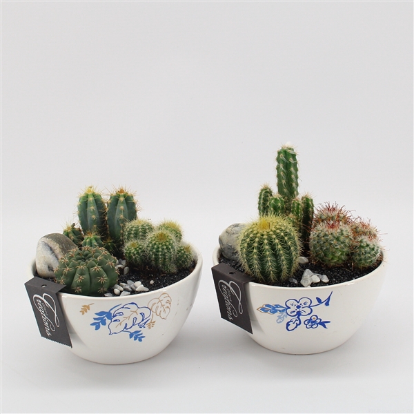 <h4>CTCR-2414 Cactus Essentials</h4>