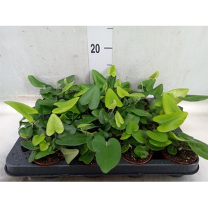 Hemionitis arifolia