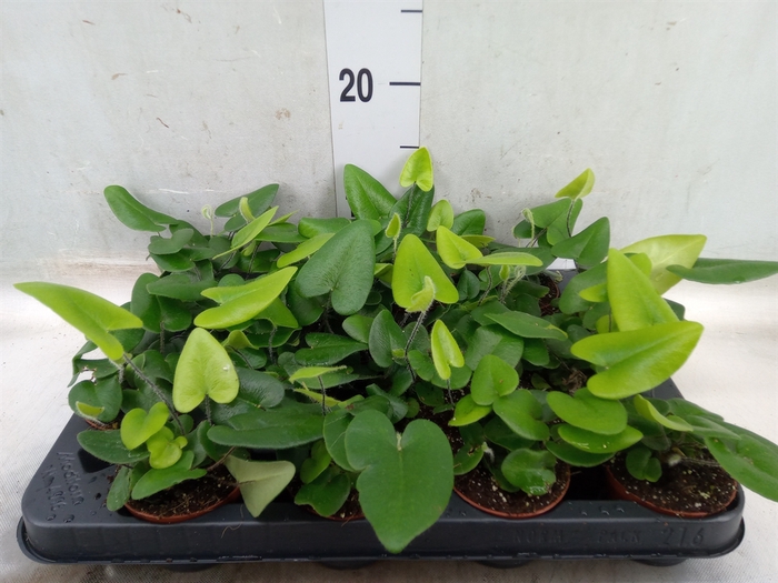 <h4>Hemionitis arifolia</h4>
