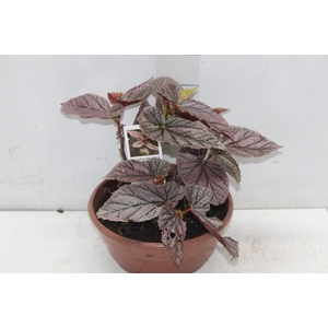 BEGONIA BENIGO PINK C21