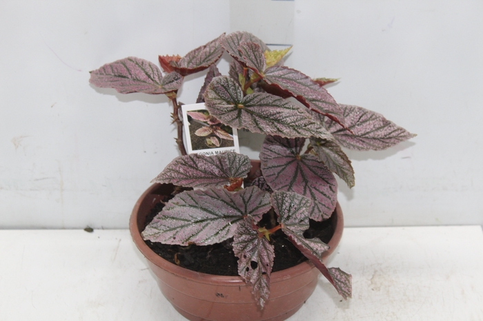 <h4>BEGONIA BENIGO PINK C21</h4>