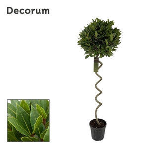 Laurus nobilis Kurketrekker