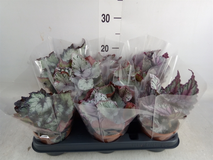 <h4>Begonia BD rex   ...mix</h4>