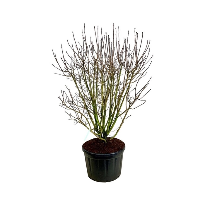 <h4>Syringa v. 'And. an Ludwig Späth'</h4>