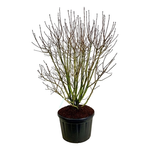 <h4>Syringa v. 'And. an Ludwig Späth'</h4>