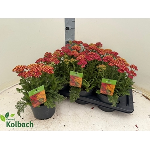 ACHI MILLEFOLIUM