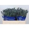 Eryngium Blue Dynamite