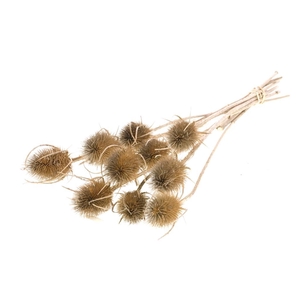 DRIED FLOWERS - CHARDON 55CM NATURAL