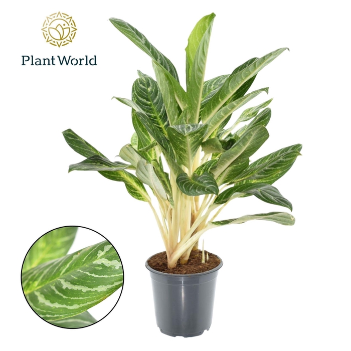 <h4>Aglaonema overig</h4>