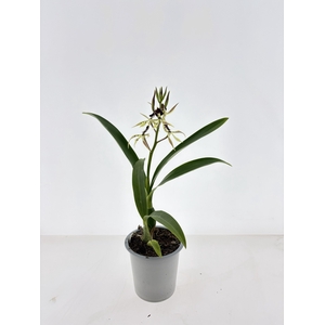 ORCHIDEEEN OVERIG