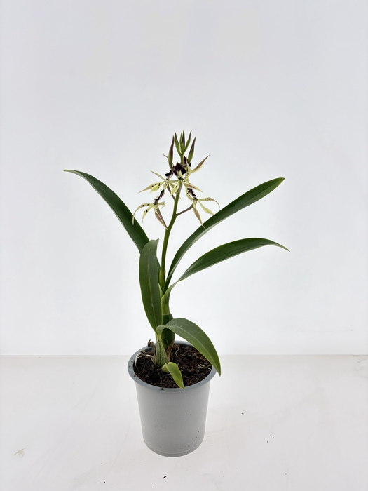 <h4>ORCHIDEEEN OVERIG</h4>