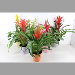 arr3 BS - Bromelia zink bubble mix