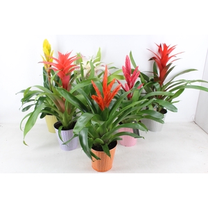 arr3 BS - Bromelia zink bubble mix