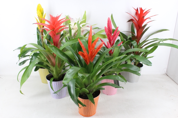 <h4>arr3 BS - Bromelia zink bubble mix</h4>
