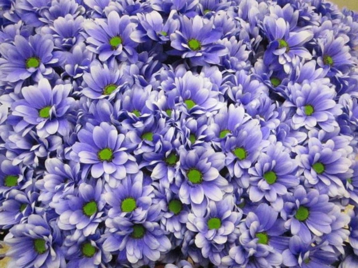 <h4>Chr T Bacardi Pastel Lilac</h4>