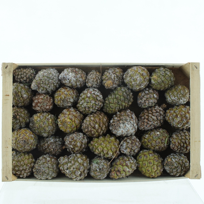 <h4>DENNENAPPEL H% ST</h4>