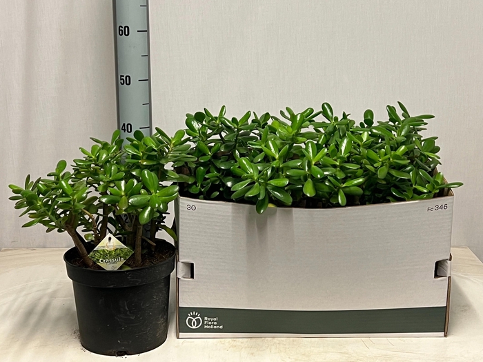 <h4>CRASS OVATA</h4>