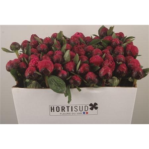 Paeo L Red Sarah Bernhard